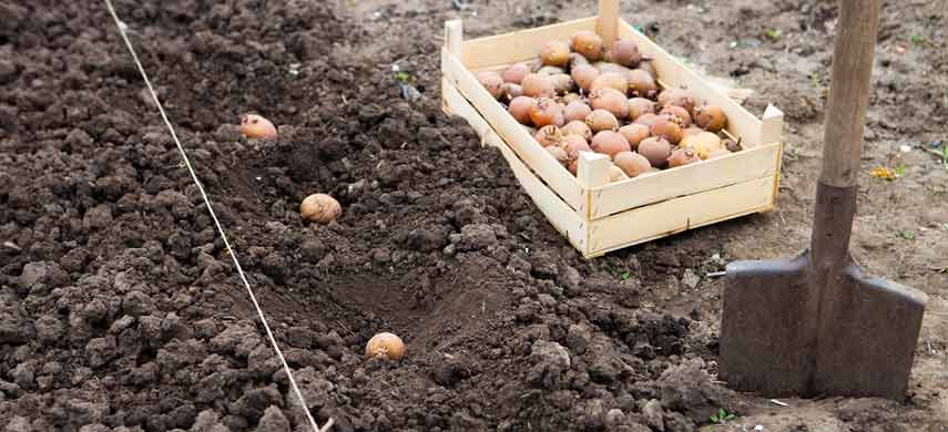 как правильно сажать картошку под лопату
