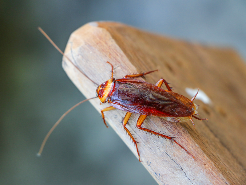 Как избавиться от тараканов в квартире навсегда: проверенные методы